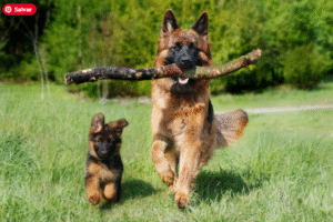 Read more about the article What Dogs Teach Us About Ourselves: Personal Development Lessons with Paws and Heart